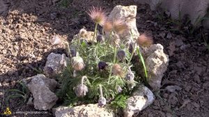 Смертельные вредители молодых деревьев, древесница въедливая