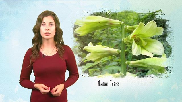 Это Сахалин, детка: лилия Глена смотреть онлайн