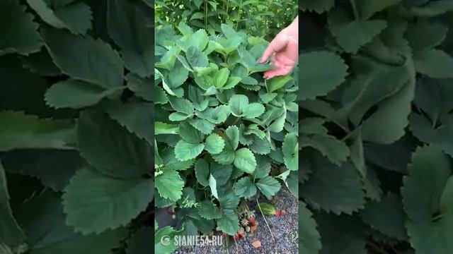 Земляника - обзор сортов смотреть онлайн