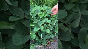 Земляника - обзор сортов