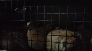 Петушки перепела поют.