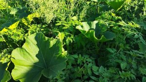 Тыква-Самосев