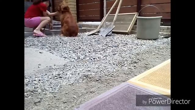 Глазами Животных серия #3Прогулка с Чарликом! смотреть онлайн