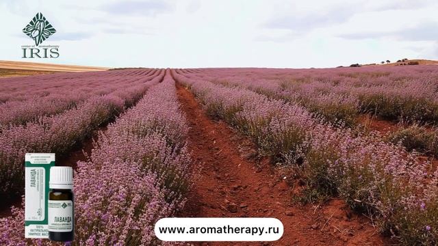 Эфирные масла. Эфирное масло Лаванды. BioACP-комлекс Центр Ароматерапии "ИРИС". Ирисова О.А.