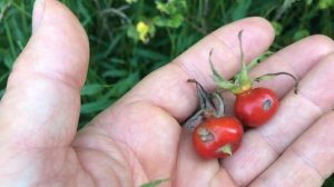 Harvesting Rose Hips Rosa Rugosa