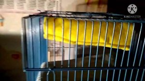 Гамак (туннель) для крысы своими руками