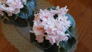 Фиалка Розовая акварель