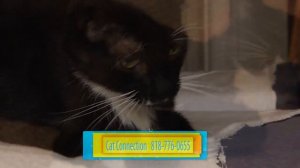 Cat Adoption: Bob Gibson