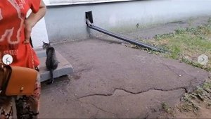 Можно ли кормить бездомных собак
