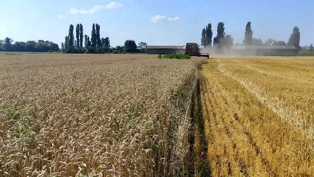 Уборка пшениці після дощу Кейс 2388 в роботі смотреть онлайн