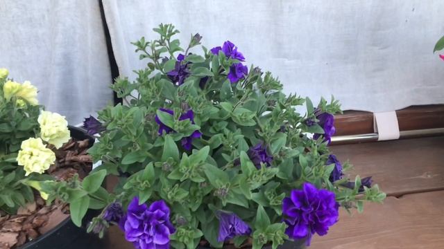 Обзор сортов вегетативных петуний N3 Tumbelina смотреть онлайн