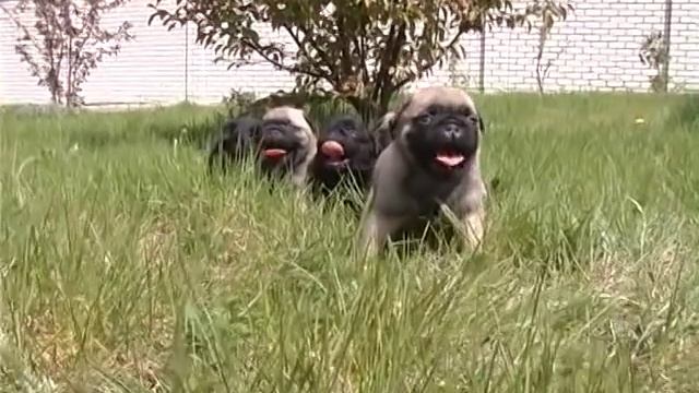 Как выбрать мопса. Какого щенка лучше купить. смотреть онлайн