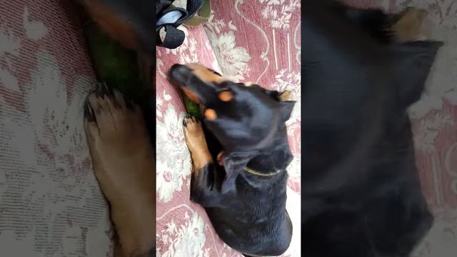 БАКСЮХА ОЧЕНЬ ЛЮБИТ ОГУРЦЫ. СОБАКА ЕСТЬ ОГУРЕЦ. смотреть онлайн