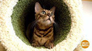 Как подстричь коту когти. Доброе утро. Суббота. Фрагмент выпуска от 25.02.2023