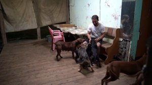 ДО ЮТУБНАЯ ЖИЗНЬ АГОПА И ЕГО БАНДЫ. Питбули Dragon Life. Волчата Аяврик и его брат. Щенки питбуля.