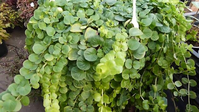 Продажа растений((добавила ассортимент... смотреть онлайн