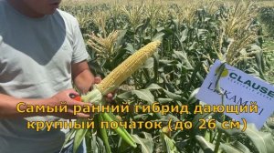 Кукуруза Liskam F1  - самый ранний гибрид, дающий крупный початок!