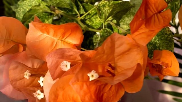 Бугенвиллия Diamond Orange/Bougainvillea