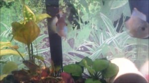 наннакара, чёрный барбус.