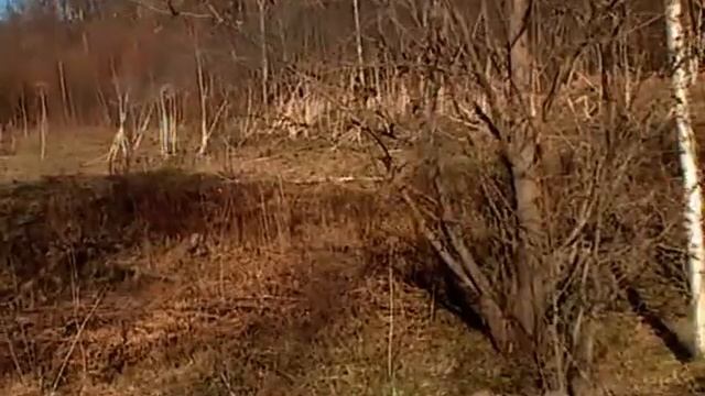 losi смотреть онлайн