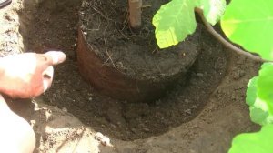 Посадка  инжира  в  открытый  грунт / Planting in open ground figs