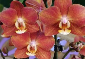 ОРХИДЕЯ Горизонт..пересадка