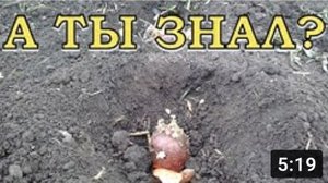 Сажаем КАРТОФЕЛЬ правильно???