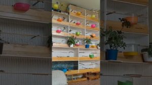 Реполов поет