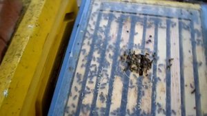 Спасаю сильную осиротевшую семью/Подсадка плодной матки