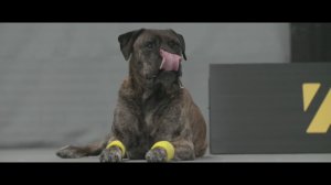 Собака - лучший друг тениссиста