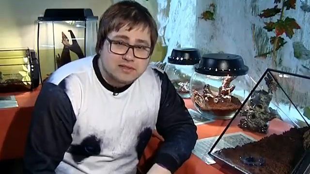 Выставка "Нашествие пауков-птицеедов" смотреть онлайн