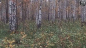 ТРИ ЛОСЯ. ПЫТАЮСЬ ПОДКРАСТЬСЯ.  ОХОТА. СЕВЕРНЫЙ УРАЛ.