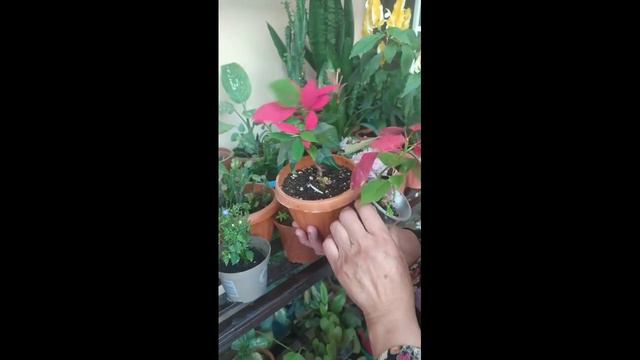 Пуасенттия смотреть онлайн