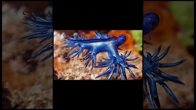 Kakaibang hayop sa dagat SEA BLUE GLAUCUS