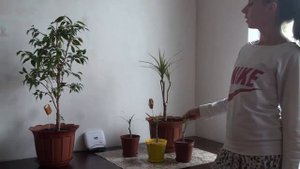 � ☺ ☻ Почему стоит обрезать драцену ☻☺ �