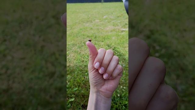 божья коровка смотреть онлайн