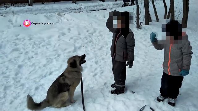 Кусюка на прогулке