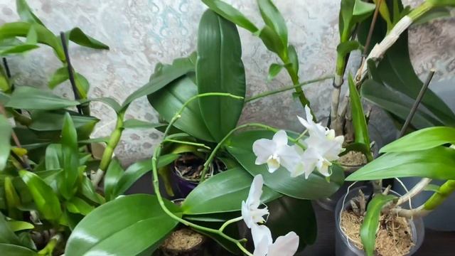 Обзор моих ЭФФЕКТИВНЫХ/САМОДЕЛЬНЫХ /БЮДЖЕТНЫХ подсветок для орхидей. ?☀️⭐️?? смотреть онлайн