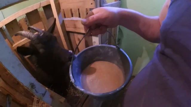 Коза перед окотом || Скоро роды || Будет Жарко смотреть онлайн