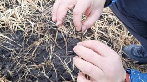 Падалица ячменя Гелиос не выстояла морозы. Видео сделано, как не нужно экономить на сельхозтехнике.