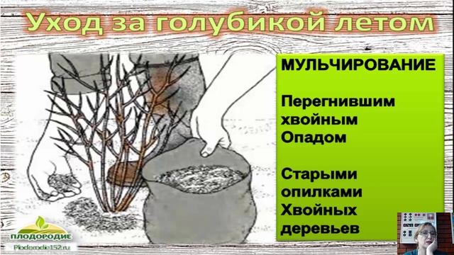 Голубика, хвойные растения в природном земледелии, обзор сортов смотреть онлайн