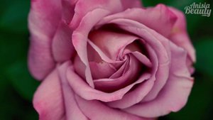 Parfums Dusita: обзор всех ароматов! +ENG SUBS | Anisia Beauty