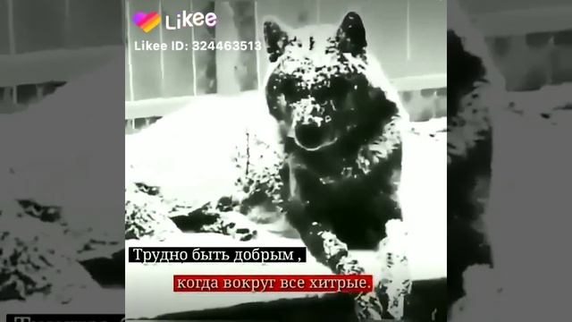 Chorniy derskiy fantanchik,, (черный дерски фонтанчик) смотреть онлайн