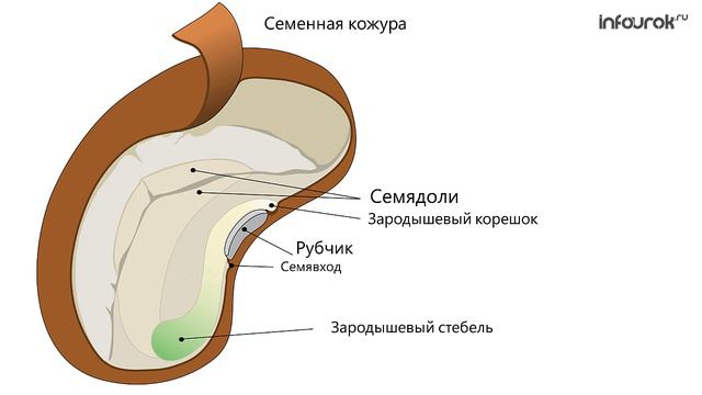 19. Строение семян. Изучение строение семян двудольных растений