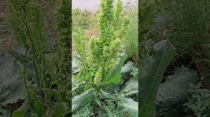 конский щавель, очень ценное растение