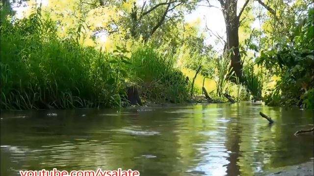 ЧЕСНОЧНОЕ МОЛОКО  - ЭЛИКСИР ДЛЯ СЕРДЦА И СОСУДОВ