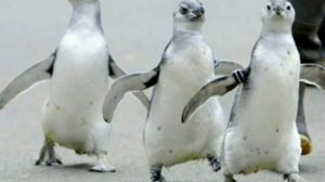 Слайд-шоу на песню ВЫСОЦКОГО - Гимнастика