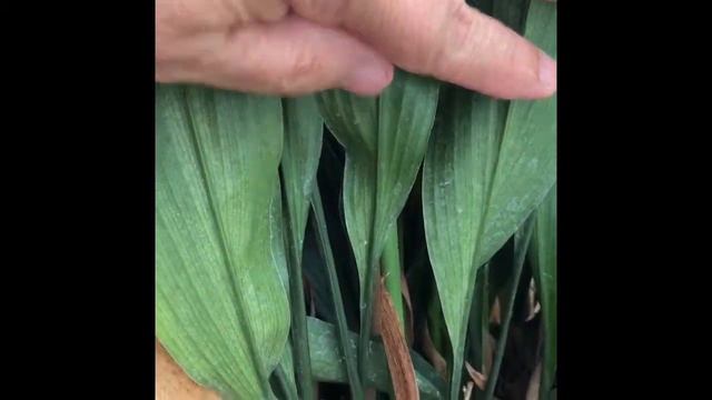 Aspidistra elatior смотреть онлайн