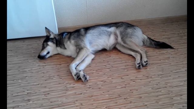 Собака Герда видит сон смотреть онлайн