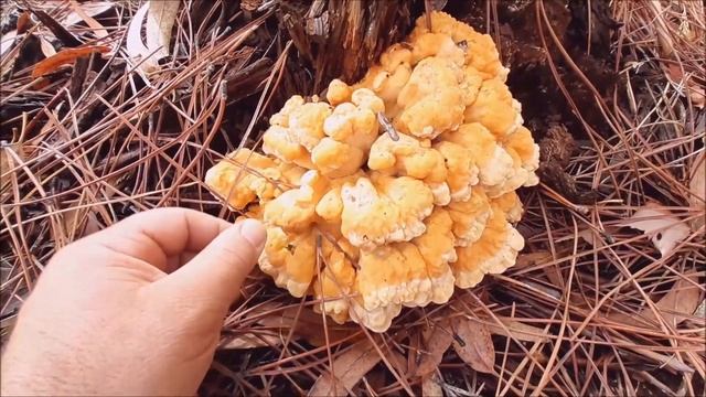 Laetiporus sulphureus o cogumelo "galinha da floresta" смотреть онлайн